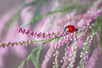 Little red ladybug in flowers in spring. Macro shot, selective focus.