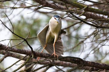 Héron bihoreau Nycticorax nycticorax en vue rapprochée