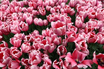 Pink flowers of tulips blooming in a garden on a sunny spring day with natural lit by sunlight. Beautiful fresh nature floral pattern.
