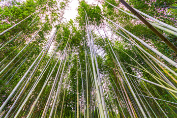 bamboo forest, Kyoto Japan 