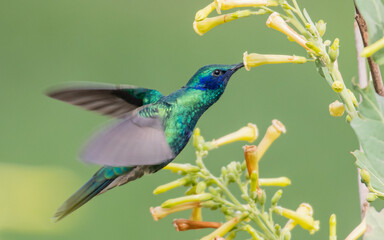 Obraz premium portrait of a flying sparkling violetear hummingbird