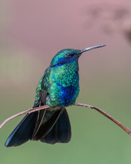 portrait of sparkling violetear hummingbird