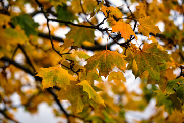 Autumn in a park. Autumn multi-coloured bright maple leaves on a tree.