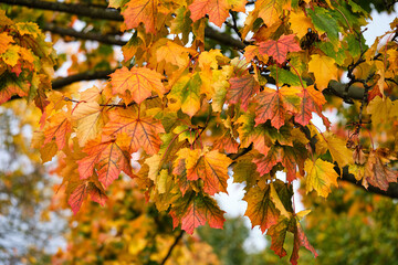 Autumn in a park. Autumn multi-coloured bight maple leaves on a tree.