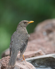 Chiguanco thrush standing alone