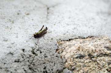 saltamontes verde insecto
