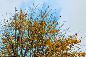 Autumn in a park. Blue sky with clouds and autumn yellow leaves on a tree.