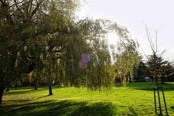 Autumn in a park. Sun rays shining though willow foliage. © Yulia