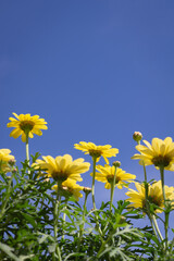 border of yellow flowers shot from below against clear blue sky