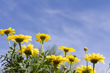 border of yellow daisy flowers outdoors with blue sky and copy space