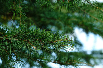 Green spruce/ fir tree branches.