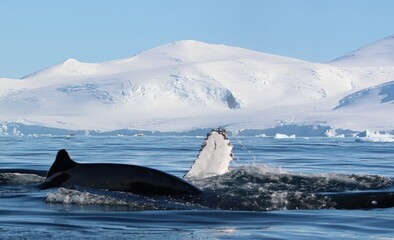 Antarctica hump back whale
