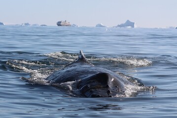 Obraz premium Antarctica whale