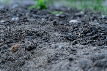 soil and grass close-up