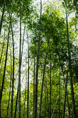 Summer background with bamboo