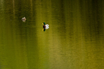 patos salvajes pantano arenas de san pedro avila