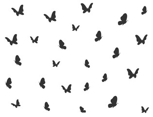 Obraz na płótnie Canvas Black butterflies flying in all directions