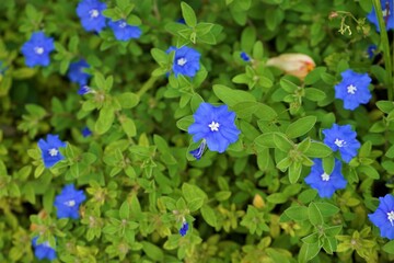 アメリカンブルー エボルブルス 野生の花 - American Blue, wildflower