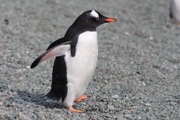 Antarctica Gentoo penguin walking