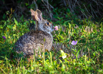 Rabbit enjoying a field of grass and wild flowers!