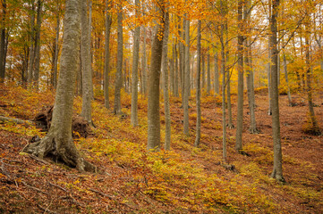 Santa Fe de Montseny beech forest in autumn (Montseny, Barcelona, Catalonia, Spain)