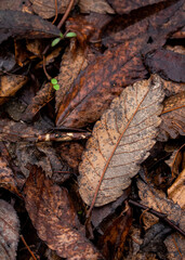 Autumn leaves on the ground
