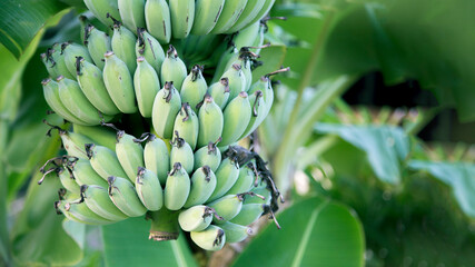 green banana fruit on tree in jungle © Yanukit