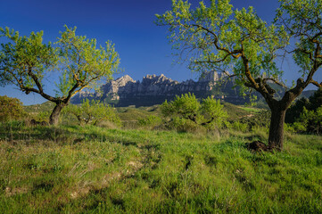 Spring afternoon among green fields near Marganell with Montserrat in the background (Barcelona province, Catalonia, Spain)