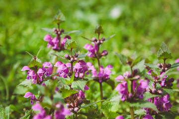 Taubnessel in pink