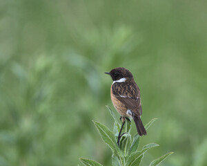Male European stonechat , Saxicola rubicola.