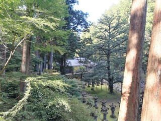 a tree in the forest