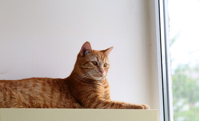 A cat that watches events happening outside the window while lying on a shelf