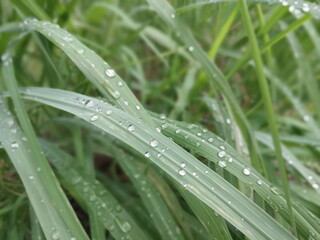 dew on grass