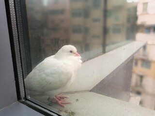 white pigeon on the roof