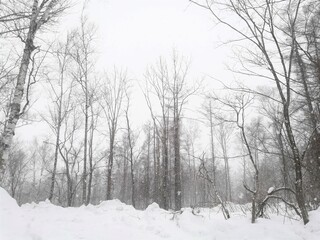 snow covered trees