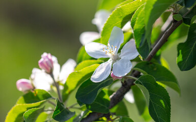 Flowers on the branches of an apple tree in spring.