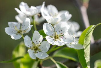 Flowers on pear branches in spring.