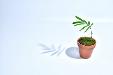 小さな植木鉢に植えた観葉植物　テーブルヤシ