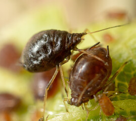 Close-up of aphids on a green leaf.