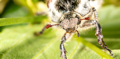 Close-up of a beetle on a green leaf of a plant.