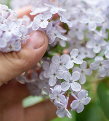 Naklejka na ściany i meble Lilac flowers on a plant in hand