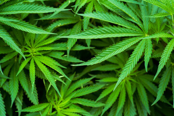 cannabis sativa plant leaves