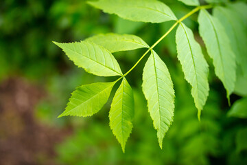 Green leaves on a tree