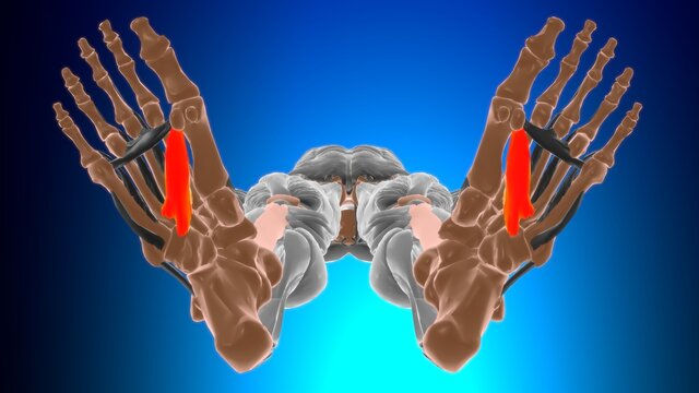 Oblique head of adductor hallucis Muscle Anatomy For Medical Concept 3D