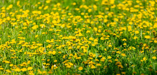 Obraz premium Yellow dandelions in the park