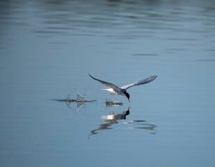 Caspian tern fishing over a pond in a Stockholm bird preserve