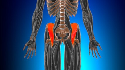Iliacus Muscle Anatomy For Medical Concept 3D