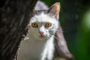 Portrait of a cat in the park. Close-up