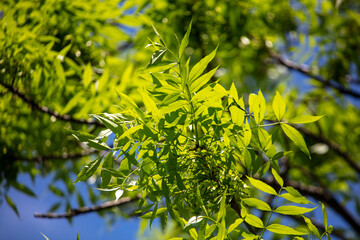 Green leaves on a linden tree