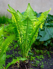 Green fern leaves in the park